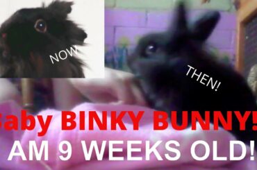 baby rabbit (binky bunny)