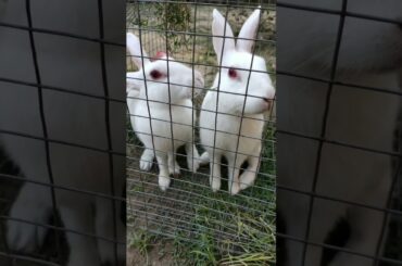 Cute Rabbit |Rabbit's beauty and cuteness| The cute Khargosh| beautiful rabbit