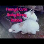Funny & Baby Cute Bunny Rabbit Videos-Baby Bunny playing video compliation