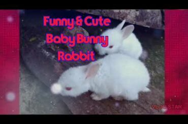 Funny & Baby Cute Bunny Rabbit Videos-Baby Bunny playing video compliation