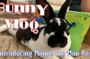 Meet our New Bunny Minnie & Lanai Break-in Vlog