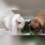 #Rabbit#CuteRabbit#Coco&Snowy#🇨🇦rabbit | sharing is caring |