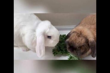 #Rabbit#CuteRabbit#Coco&Snowy#🇨🇦rabbit | sharing is caring |