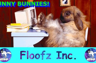 FUNNY BUNNY VIDEOS!