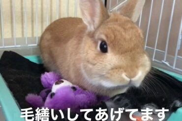 ネザーランドドワーフ　ミミちゃんの友達　cute  rabbit