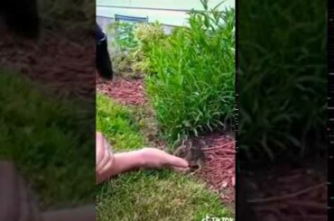 Cute Baby Rabbit 💕💕