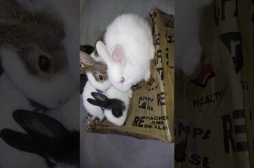 Very cute rabbit bunny available for sale in kanpur contact me at 8299837317