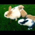 Five funny cute rabbit babies are walking on bermuda grass | Nature tv one
