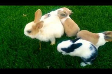 Five funny cute rabbit babies are walking on bermuda grass | Nature tv one