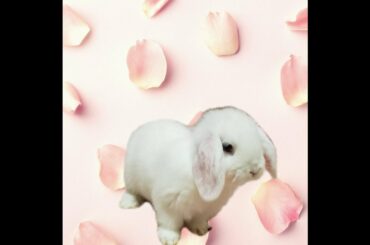 Cute bunnies bunny camera