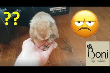 Annoying my Bunny as he keeps pushing my hand down. Cute Rabbit.