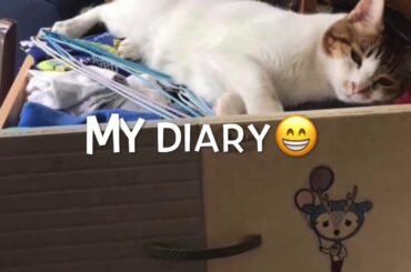 Cute cat #rabbit #tiger#happy day