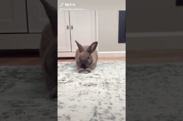 Cute bunny yawning