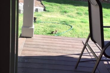 Cute bunny enjoys grass in backyard😊😊😊
