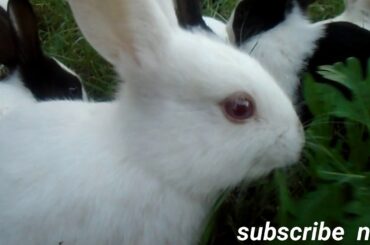 CUTE  LITTLE  RABBIT