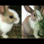 OMG| Cute Rabbits baby Funny Eating...You Must Waching