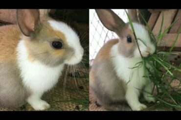 OMG| Cute Rabbits baby Funny Eating...You Must Waching