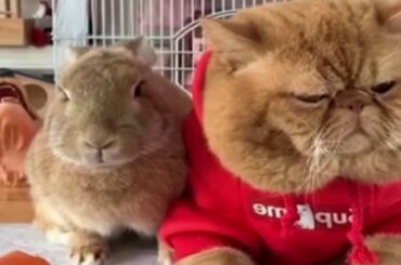 cute baby funny bunny rabbit ani baby