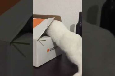 Subbu munching 🙃 cute funny baby bunny eating food / funny rabbit video