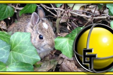 Cute Baby Bunny!!! :D!!!