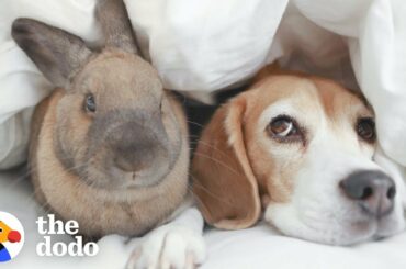Beagle And Bunny Are Basically Sisters | The Dodo