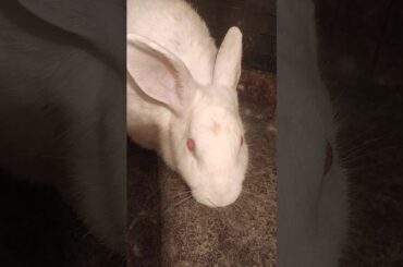 Cute rabbit baby❤❤