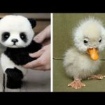 Cute baby animals Videos Compilation cutest moment of the animals - Soo Cute! #13