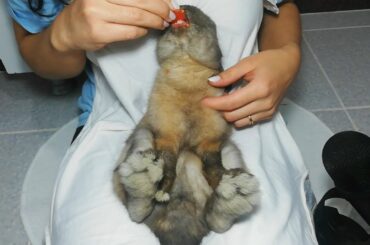 Rabbit Eating Tomato ASMR Cute Bunny lying down