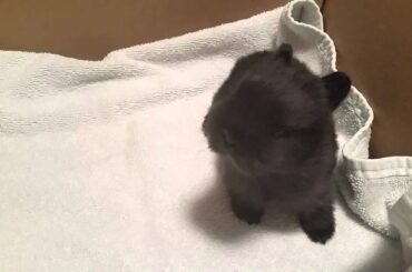 Black Netherland Dwarf Baby Rabbit