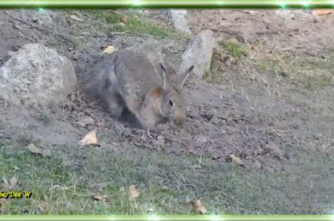 Rabbit Starting to Burrow / Wildlife in My Backyard