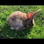 baby rabbit first time on grass
