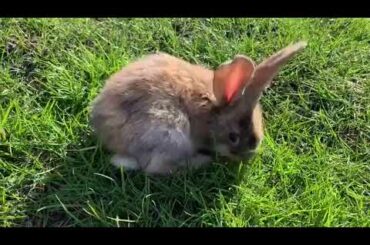 baby rabbit first time on grass
