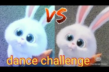 cute bunny dance challenge