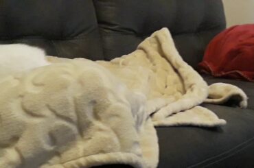 Cute Fluffy Baby Lionhead Bunny playing with Daddy and Mommy