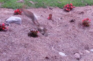Cute rabbit with babies