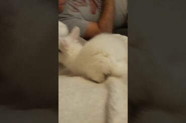 Soft fluffy and cute baby lionhead bunny cuddles