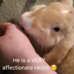 CUTE rabbit won't STOP KISSING owner 😍