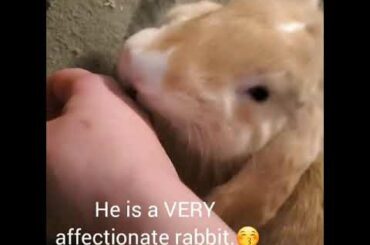 CUTE rabbit won't STOP KISSING owner 😍