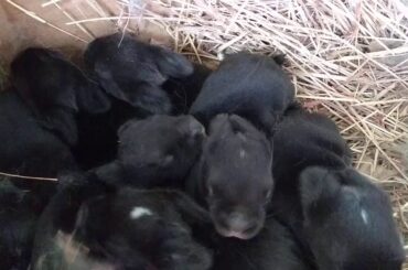 Little baby bunny noses