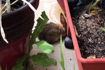 Baby rabbit update