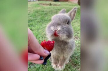 10min ADORABLE BUNNIES