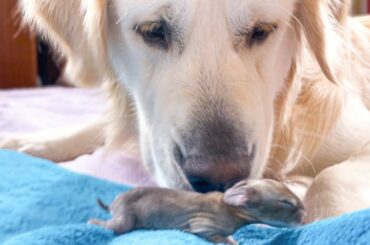 The Funniest and Cutest Golden Retriever Reaction to Baby Bunnies 5 days old
