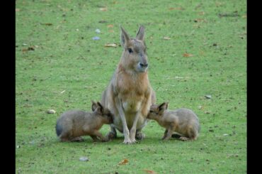 Funny Baby Bunny Rabbit Compilation 2020