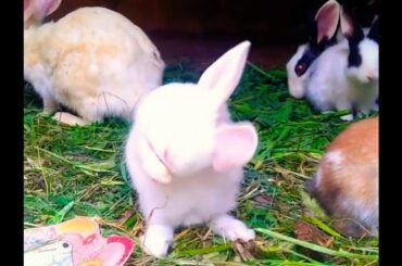 Cute 😘 baby rabbit 🐰 // cuteness overload 😍