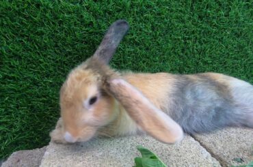 Rabbits cute | bunny cute