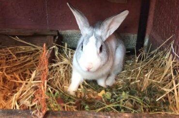 Funny Rabbit Videos cute rabbits Compilation 2020 | Funny Pet Videos