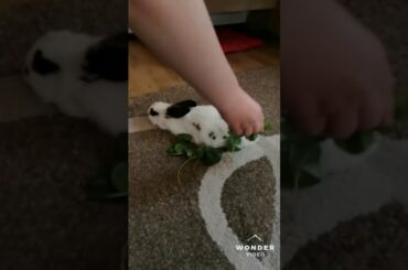 My cute bunny wakes up at the sound of food😂❤️