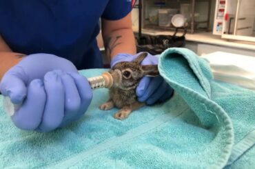 Meet Orphaned Baby Squirrels and a Baby Jackrabbit at WildCare