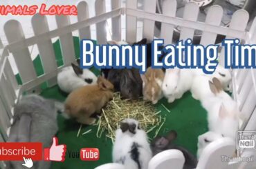 Rabbit Cute Bunny Animals Lover