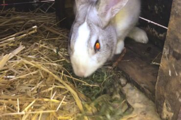 a funny and cute bunny videos compilation Daily rabbit care different types of rabbits